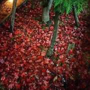 ヒメ日記 2025/11/24 07:33 投稿 黒川　芽衣子 タッチVIP