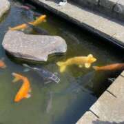 ヒメ日記 2025/04/11 07:33 投稿 椿　いずみ タッチVIP