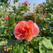 ヒメ日記 2025/06/21 18:03 投稿 椿　いずみ タッチVIP