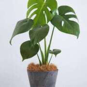 ヒメ日記 2025/07/14 09:48 投稿 椿　いずみ タッチVIP