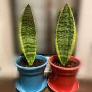 ヒメ日記 2025/07/28 22:24 投稿 椿　いずみ タッチVIP