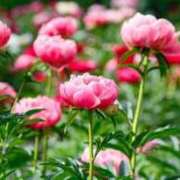 ヒメ日記 2025/05/11 09:12 投稿 深瀬　純 タッチVIP