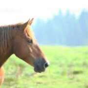 ヒメ日記 2026/01/03 10:19 投稿 深瀬　純 タッチVIP