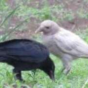 ヒメ日記 2026/01/29 11:18 投稿 深瀬　純 タッチVIP