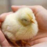 ヒメ日記 2026/04/09 11:06 投稿 深瀬　純 タッチVIP