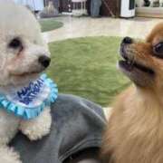 ヒメ日記 2025/04/19 07:12 投稿 神谷　りな タッチVIP