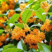 ヒメ日記 2025/11/03 07:12 投稿 神谷　りな タッチVIP