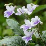 ヒメ日記 2024/12/10 14:19 投稿 香山橙子 お姉さんCLUB