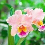 ヒメ日記 2024/12/20 16:57 投稿 香山橙子 お姉さんCLUB