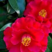 ヒメ日記 2025/01/02 12:19 投稿 香山橙子 お姉さんCLUB