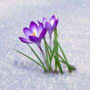 ヒメ日記 2025/01/03 12:27 投稿 香山橙子 お姉さんCLUB