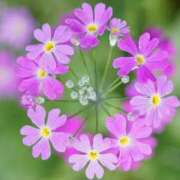 ヒメ日記 2025/02/24 19:37 投稿 香山橙子 お姉さんCLUB