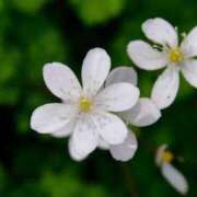 ヒメ日記 2025/03/07 18:57 投稿 香山橙子 お姉さんCLUB