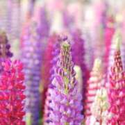 ヒメ日記 2025/03/10 12:19 投稿 香山橙子 お姉さんCLUB