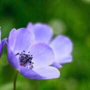 ヒメ日記 2025/03/12 11:48 投稿 香山橙子 お姉さんCLUB