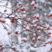 ヒメ日記 2025/03/14 15:19 投稿 香山橙子 お姉さんCLUB