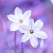 ヒメ日記 2025/03/26 12:34 投稿 香山橙子 お姉さんCLUB