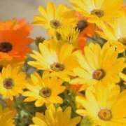 ヒメ日記 2025/04/06 20:49 投稿 香山橙子 お姉さんCLUB