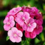 ヒメ日記 2025/04/25 10:49 投稿 香山橙子 お姉さんCLUB