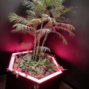 ヒメ日記 2025/04/25 17:49 投稿 香山橙子 お姉さんCLUB