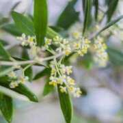 ヒメ日記 2025/05/26 15:57 投稿 香山橙子 お姉さんCLUB