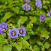 ヒメ日記 2025/05/30 15:33 投稿 香山橙子 お姉さんCLUB