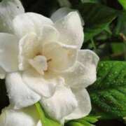 ヒメ日記 2025/06/07 09:18 投稿 香山橙子 お姉さんCLUB