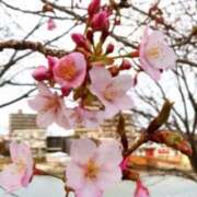 ヒメ日記 2025/03/15 17:45 投稿 りん ファッションヘルス カリスマ