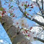 ヒメ日記 2025/04/04 08:18 投稿 はるか Bijou R