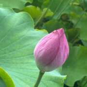 ヒメ日記 2025/07/13 21:58 投稿 はな 成田富里インターちゃんこ