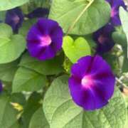 ヒメ日記 2025/09/23 06:58 投稿 はな 成田富里インターちゃんこ