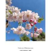 ヒメ日記 2025/04/04 14:42 投稿 るな 完熟ばなな大宮