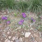 ヒメ日記 2025/04/08 13:01 投稿 水朝　美樹 人妻デリバリーパコパコママ一宮店