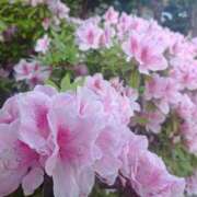 ヒメ日記 2025/04/21 15:41 投稿 水朝　美樹 人妻デリバリーパコパコママ一宮店