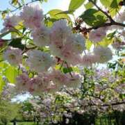 ヒメ日記 2025/04/29 08:31 投稿 水朝　美樹 人妻デリバリーパコパコママ一宮店