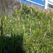 ヒメ日記 2026/03/14 13:01 投稿 水朝　美樹 人妻デリバリーパコパコママ一宮店