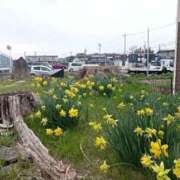 ヒメ日記 2026/03/27 12:11 投稿 水朝　美樹 人妻デリバリーパコパコママ一宮店