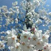 水朝　美樹 3月29日🌸🌸🌷 人妻デリバリーパコパコママ一宮店