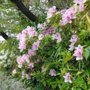 ヒメ日記 2026/04/14 11:41 投稿 水朝　美樹 人妻デリバリーパコパコママ一宮店