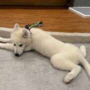 ヒメ日記 2024/12/20 13:01 投稿 マヤ ラブコレクション