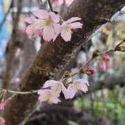 ヒメ日記 2025/03/15 10:34 投稿 土屋　あきな ギン妻パラダイス 日本橋店
