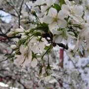 ヒメ日記 2025/03/31 07:39 投稿 土屋　あきな ギン妻パラダイス 日本橋店