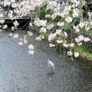 ヒメ日記 2025/04/10 13:23 投稿 土屋　あきな ギン妻パラダイス 日本橋店