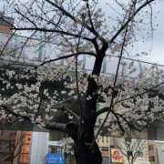 ヒメ日記 2025/04/11 14:49 投稿 土屋　あきな ギン妻パラダイス 日本橋店