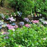 ヒメ日記 2025/06/23 10:02 投稿 土屋　あきな ギン妻パラダイス 日本橋店