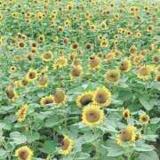 ヒメ日記 2025/08/02 19:11 投稿 土屋　あきな ギン妻パラダイス 日本橋店