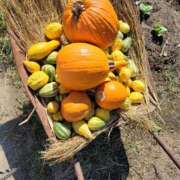 ヒメ日記 2025/10/27 19:44 投稿 土屋　あきな ギン妻パラダイス 日本橋店