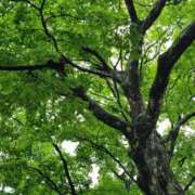 ヒメ日記 2025/11/15 07:14 投稿 土屋　あきな ギン妻パラダイス 日本橋店