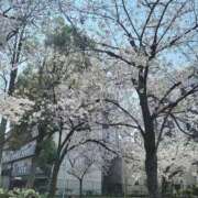 ヒメ日記 2026/04/02 17:34 投稿 土屋　あきな ギン妻パラダイス 日本橋店