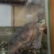 ヒメ日記 2024/12/21 16:08 投稿 大谷　はな ギン妻パラダイス 日本橋店